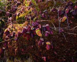 Large group of Albany pitcher plants (Cephalotus follicularis), in mossy soil, natural habitat,...