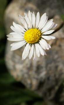 A daisy flower at the blurry background