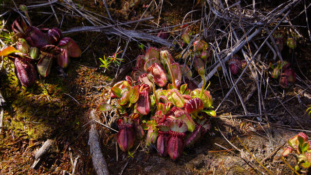 Large plant of Cephalotus follicularis, the Albany pitcher plant, in natural habitat, Western Australia