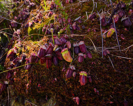 Large group of Albany pitcher plants (Cephalotus follicularis), in mossy soil, natural habitat, Western Australia