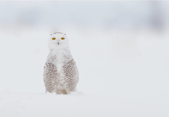 snowy owl in snow