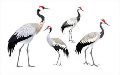 Fototapeta premium Hand drawn red crowned crane, colorful red crowned crane, colorful design, colorful red crowned tattoo sketch, hand drawn black animal engraving, vector illustration, SVG, perfect for t-shirts, mugs, 