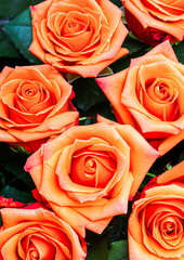orange rose bouquet closeup