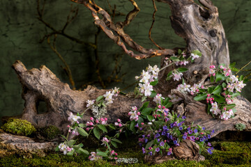 Art installation. Ikebana. Medicinal plants. Apple tree branch. Bouquet of Lungwort.