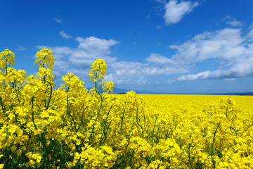 横浜町の菜の花畑。横浜、青森、日本。５月中旬。