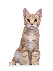 Cute European Shorthair cat kitten, sitting up facing front. Looking towards camera. Isolated on a white background.