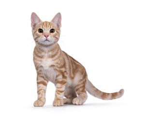 Cute European Shorthair cat kitten, staniding side ways. Looking towards camera. Isolated on a white background.