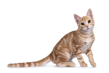 Cute European Shorthair cat kitten, sitting side ways. Looking towards camera. Isolated on a white background.