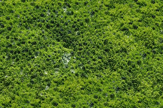 Seamless moss grass texture for decoration, wall mural, green for interior architecture, ambient wall moss water collector