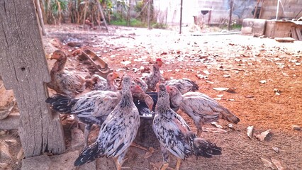 Photo of a flock of chickens drinking water