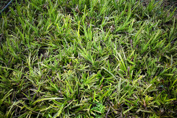 Grass, park field texture green. Close-up photo of vibrant grass lawn against sunlight in the field.