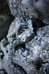 Rock background. Texture. Selective focus.