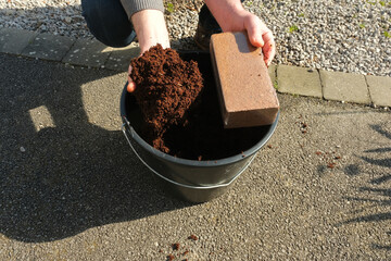 Rehydrating a block of coco peat in a plastic bucket.