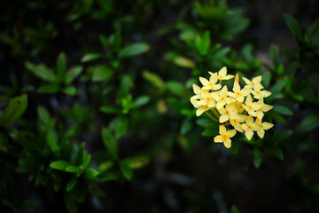 View of Ixora flower.Yellow spike flower. King Ixora blooming (Ixora chinensis). Close up image.