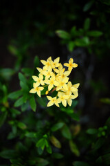 View of Ixora flower.Yellow spike flower. King Ixora blooming (Ixora chinensis). Close up image.