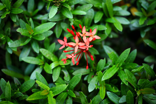 Red Asoka flower or Ixora Flower Image. Close up image.