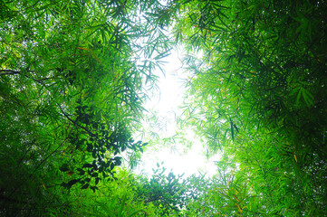 Fototapeta premium Leaf pattern leaves bamboo frame or abstract background .Green Energy and world for water day or National Forest Conservation Day.