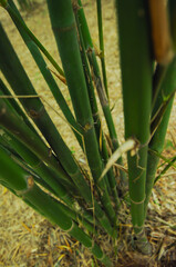 Fototapeta premium Bamboo trunk background, natural background of Asian forest.