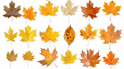 Leaves Autumn. Collection of Fall Maple Leaves Falling on White Background - obrazy, fototapety, plakaty