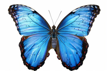 Blue Butterfly in close up and detailed with transparent background