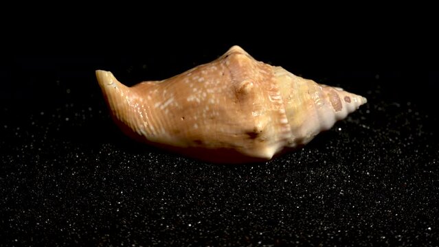 Strombidae Seashell on a black sand background 4K