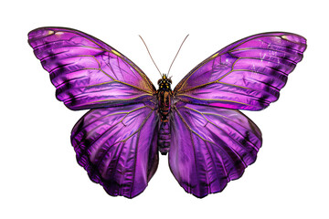 Obraz premium Purple Butterfly in close up and detailed with transparent background