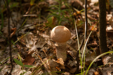 Close up view of brown cap boletus growing in forest..