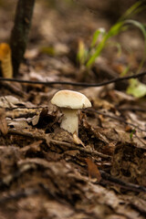 Single Boletus mushroom in the wild. Porcini mushroom grows on the forest floor at autumn season..
