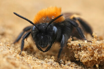 Facial closeup of a colorful female Tawny mining bee, Andrena fulva