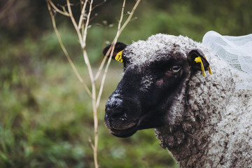 Portrait d'un mouton dans une prairie