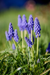 Muscari armeniacum close up, blue armenian grape hyacinths closeup, spring flowers