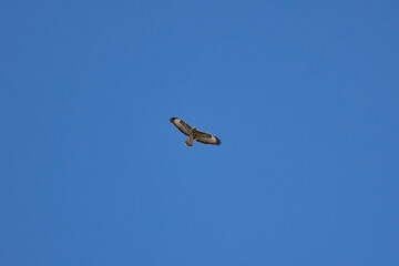 falcon, flying in the blue sky