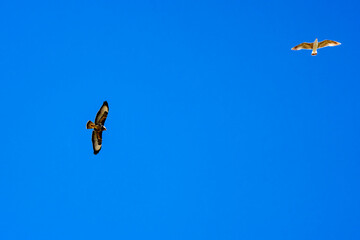 falcon, flying in the blue sky