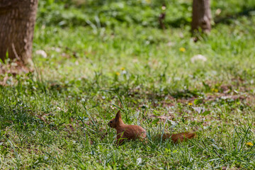 a beautiful squirrel on a spring day eating a nut.