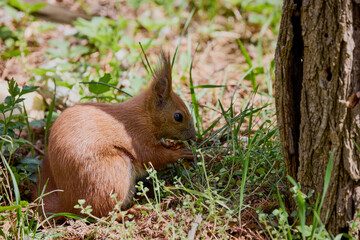 a beautiful squirrel on a spring day eating a nut.