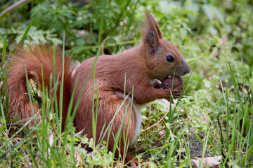 a beautiful squirrel on a spring day eating a nut.