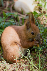 a beautiful squirrel on a spring day eating a nut.