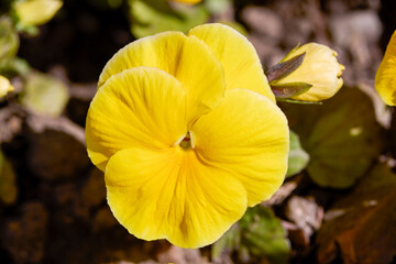 clouse-up with a yellow pansy with blurred background