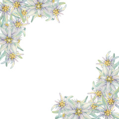 Obraz premium Corner frame with edelweiss flowers. Hand drawn watercolor clipart, floral rustic style in pastel colors. Design template for postcard, invitation, printing, wedding, isolated on white background