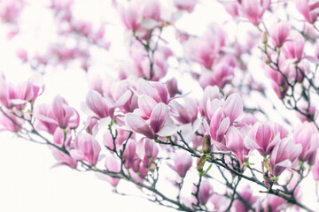 Magnolia flowers in blooming, selective and soft focus on Magnolia flower - 775783197