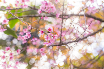 Pink cherry blossom bloomming flower on tree branch