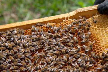 Working bees in a hive on honeycomb. Close up view of the working bees on honeycomb. .