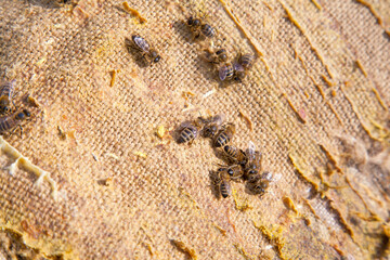 Bees swarming on vintage textile background..