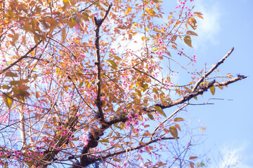 Pink cherry blossom bloomming flower on tree branch
