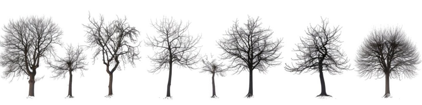 Tree Winter. Set of Dead Leafless Trees Silhouettes, Isolated on White Background