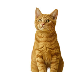 A cat sitting on a transparent background looking up
