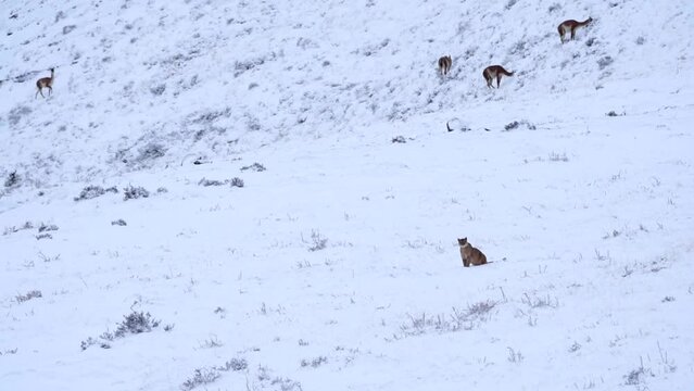 Wild puma sitting on snow hills near guanacos in South America Patagonia in Chile, in natural park Torres del Paine. High quality FullHD footage