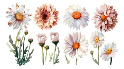 Obraz premium Watercolor style, daisy collection, transparent background
