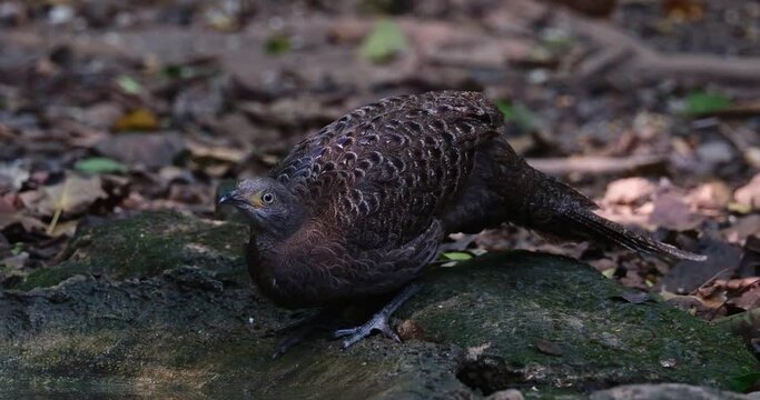 A female facing left while drinking water as seen deep in the forest, Grey peacock-pheasant Polyplectron bicalcaratum, Thailand