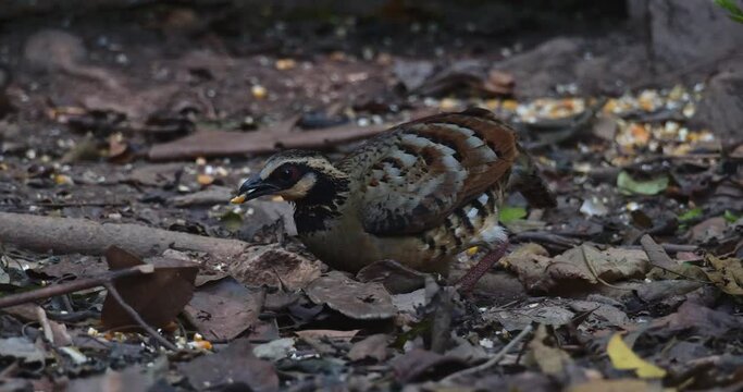 Camera slides from right to left revealing this bird foraging on the forest ground, Bar-backed Partridge Arborophila brunneopectus, Thailand